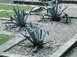 Giant Agaves In Gravel At Water Gardens, London, Created By Tony Heywood Of Conceptual Gardens by Clive Nichols Limited Edition Pricing Art Print