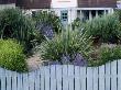 Seaside Garden With Blue Wooden Wave Shaped Fence With Perovskia And Phormium Tenax Variegatum by Clive Nichols Limited Edition Print