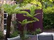 Soft Tree Fern Growing In Front Of A Purple Painted Wall, Designer: Wynniat - Husey Clarke by Clive Nichols Limited Edition Print