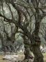 Olive Grove, Corfu, Greece, Designer: Gina Price by Clive Nichols Limited Edition Print