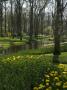 Keukenhof Gardens, Near Leiden by Natalie Tepper Limited Edition Print