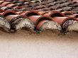 Close Up Detail Of Traditional Roof Tiles Hvar, Dalmatian Coast, Croatia by Olwen Croft Limited Edition Print