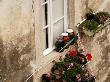 Jars Of Fruit With Geranium And Herb Window Boxes On A Residential Property, Dubrovnik, Croatia, by Olwen Croft Limited Edition Print