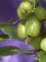 Details - Gooseberry by Richard Bryant Limited Edition Print