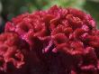 Celosia Flower, Tower Hill Botanical Garden, Boylston, Massachusetts, Usa by Lisa S. Engelbrecht Limited Edition Pricing Art Print