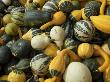 Gourds, Lookout Farm, Natick, Massachusetts, Usa by Lisa S. Engelbrecht Limited Edition Print