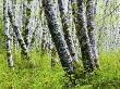 Spring Alder Trees, Olympic National Park, Washington, Usa by Terry Eggers Limited Edition Print