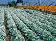 Field Of Allysum And California Poppies, Oregon, Usa by Julie Eggers Limited Edition Pricing Art Print