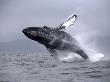 Humpback Whale Breaching, Chatham Strait, Alaska, Usa by Jon Cornforth Limited Edition Print