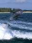 Dolphin Jumping, Grand Bahama, Bahamas by Michael Defreitas Limited Edition Print