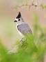 Tufted Titmouse In Thorn Brush, South Texas, Usa by Larry Ditto Limited Edition Print