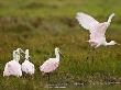 Roseate Spoonbills Feeding In Coastal Salt Marsh, Central Texas Coast, Usa by Larry Ditto Limited Edition Print