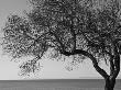 Solitary Tree, Shoreline Park, Santa Barbara by Eloise Patrick Limited Edition Print