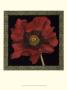 Patterned Flowers Iv by Jennifer Goldberger Limited Edition Pricing Art Print