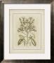Tinted Botanical I by Samuel Curtis Limited Edition Print