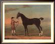 Racehorse Victorius by R. Roper Limited Edition Print