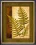 Fern Grotto Iii by Delphine Corbin Limited Edition Print