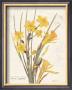 March Daffodil by Katie Pertiet Limited Edition Print
