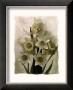 Daffodils Ii by Richard Sutton Limited Edition Print