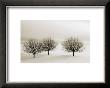 Snow Trees, New York by Dickens Limited Edition Print
