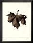 Norway Maple by Alan Blaustein Limited Edition Print
