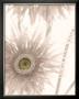 Gerbera Breeze Ii by Donna Geissler Limited Edition Print