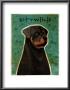 Rottweiler by John Golden Limited Edition Print