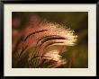 Foxtail Grass In Sunlight by George Grall Limited Edition Print