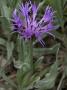 Centaurea Triumfetti, Squarrose Knapweed, Or Triumfetti's Cornflower by Stephen Sharnoff Limited Edition Print