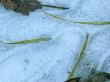 Close-Up Of A Frozen Stream With Ice And Three Grass Blades by Stephen Sharnoff Limited Edition Pricing Art Print