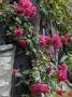Bright Pink Roses Twine Up The Corner Of A House In Provence by Stephen Sharnoff Limited Edition Print
