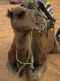 Camel With Saddle And Blanket Kneels In The Sand In The Sahara by Stephen Sharnoff Limited Edition Print