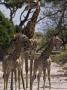Adult And Two Juvenile Reticulated Giraffes by Beverly Joubert Limited Edition Print