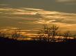 Orange Sunset With Rippling Clouds, Sillhouetted Bare Winter Trees by Stephen Sharnoff Limited Edition Print