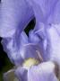 Close-Up Of The Pale Purple Flower Of Iris Pallida by Stephen Sharnoff Limited Edition Print