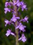 Gymnadenia Conopsea, The Fragrant Orchid by Stephen Sharnoff Limited Edition Print