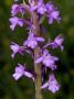 Gymnadenia Conopsea, The Fragrant Orchid by Stephen Sharnoff Limited Edition Pricing Art Print