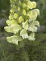 Flowers Of Pedicularis Foliosa, The Leafy Lousewort by Stephen Sharnoff Limited Edition Print