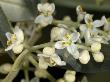 Tiny Flowers Of Olea Europaea, The Olive Tree by Stephen Sharnoff Limited Edition Print