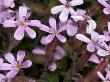 Saponaria Ocymoides, La Saponaire De Montpelier, Or Rock Soapwort by Stephen Sharnoff Limited Edition Pricing Art Print