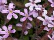 Saponaria Ocymoides, La Saponaire De Montpelier, Or Rock Soapwort by Stephen Sharnoff Limited Edition Print