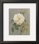 Heirloom White Rose by Danhui Nai Limited Edition Print