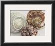 Spiral Shells by Mick Bird Limited Edition Print
