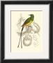 Jardine Hummingbird I by Sir William Jardine Limited Edition Print
