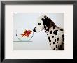 Dalmation Dog Looking At Dalmation Fish by Michel Tcherevkoff Limited Edition Pricing Art Print