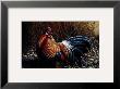 The Cockerel by Jeremy Paul Limited Edition Print