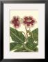 Gloxinia Garden Iii by Van Houtt Limited Edition Print
