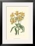 Golden Beauty Iii by Sydenham Teast Edwards Limited Edition Print