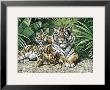 Yellow Tigers With Cubs by Gary Ampel Limited Edition Print