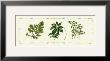 Assorted Ferns by Cappello Limited Edition Pricing Art Print
